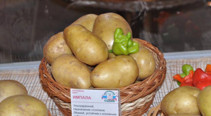 Картофель Импала Описание Сорта Фото Отзывы