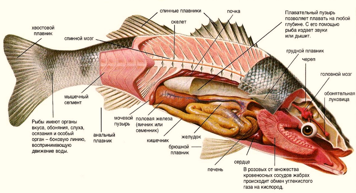 Рисунок внутреннее строение рыб