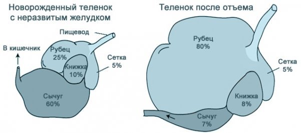 Пищеварительная система теленка схема