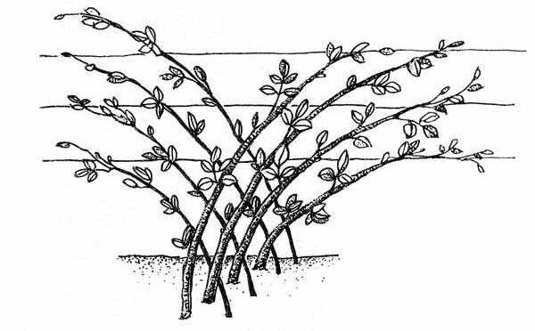 Обрезка ежевики осенью для начинающих в картинках пошагово со схемой