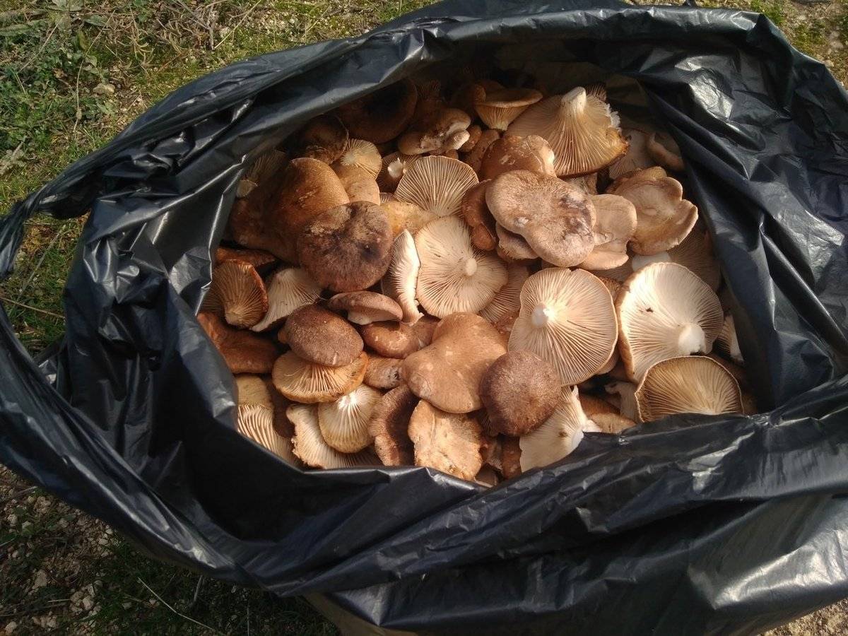 Пакет белых грибов