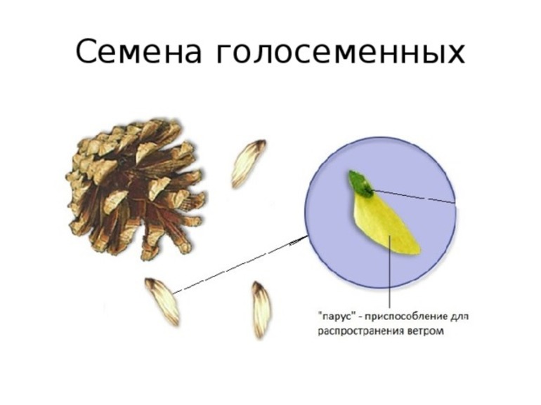 Строение семени голосеменных растений рисунок