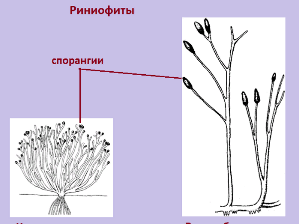 Строение риниофитов рисунок