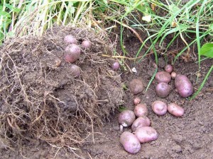 Купить Семена Картофеля В Беларуси Самохваловичи Цена